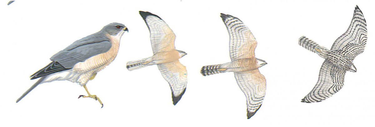 image-bird-accipiter-brevipes-1200x407.jpg
