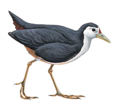 image-bird-amaurornis-phoenicurus-400x366.jpg