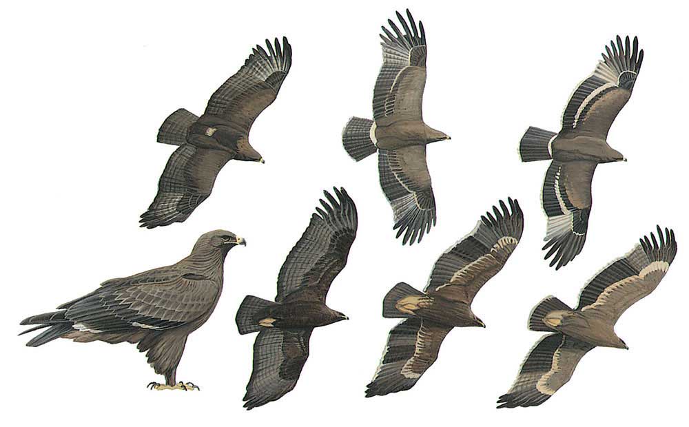 image-bird-aquila-nipalensis.jpg