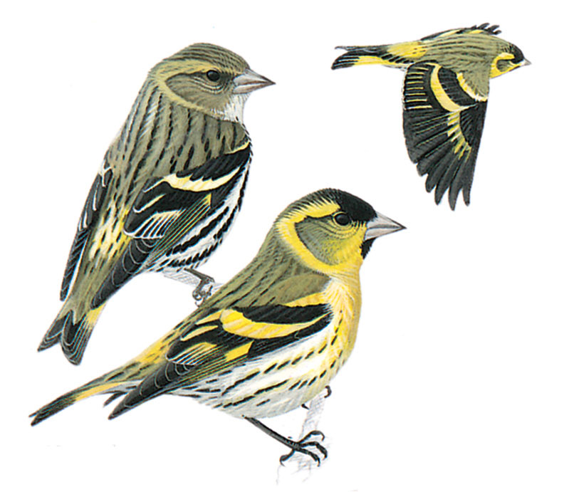 image-bird-carduelis-spinus.jpg