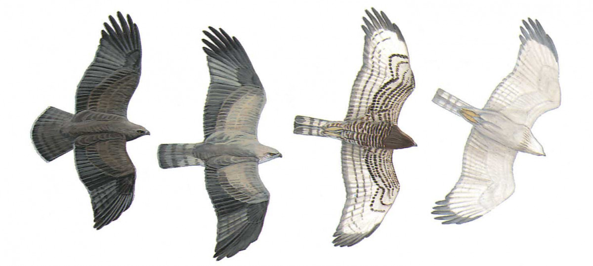 image-bird-circaetus-gallicus-1200x538.jpg