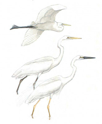 image-bird-egrets-and-heronsta-alba-330x400.jpg