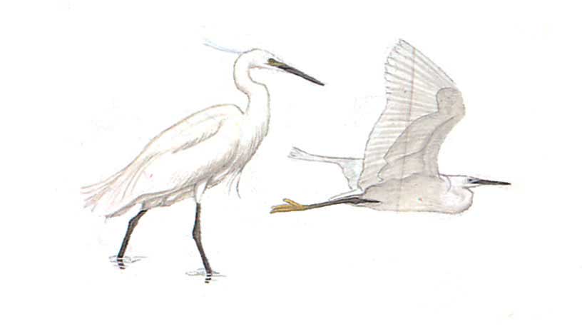 image-bird-egrets-and-heronsta-garzetta.jpg