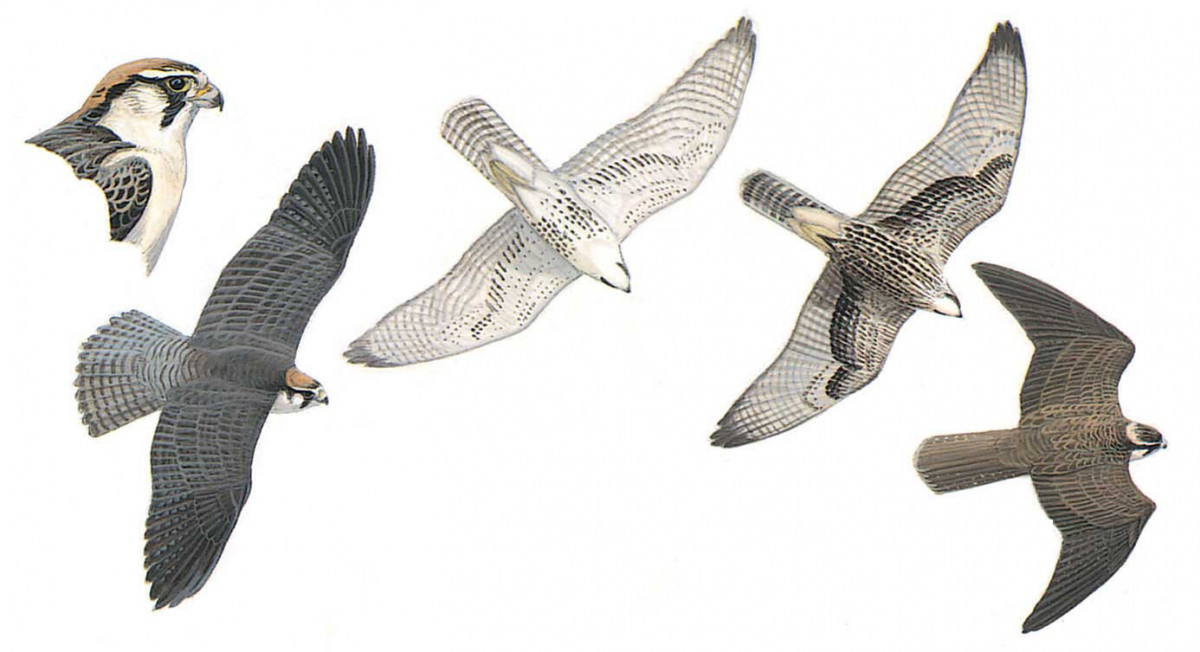 image-bird-falco-biarmicus-1200x652.jpg