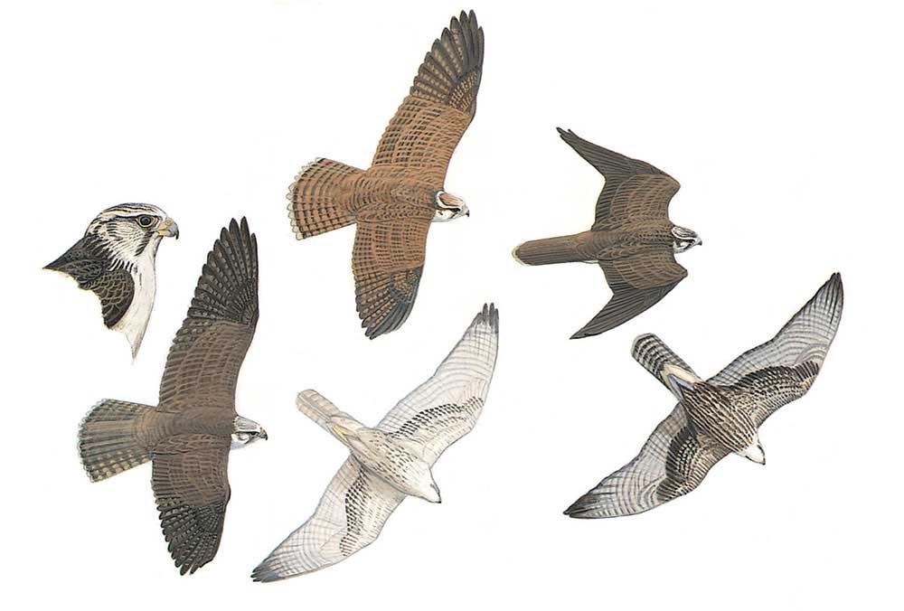 image-bird-falco-cherrug.jpg