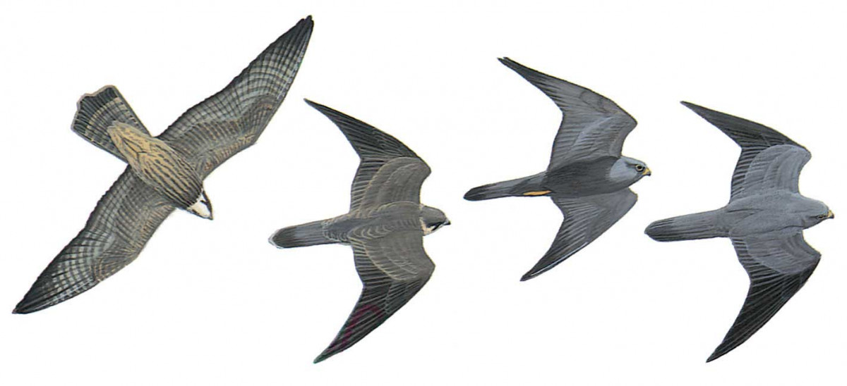 image-bird-falco-concolor-1200x548.jpg