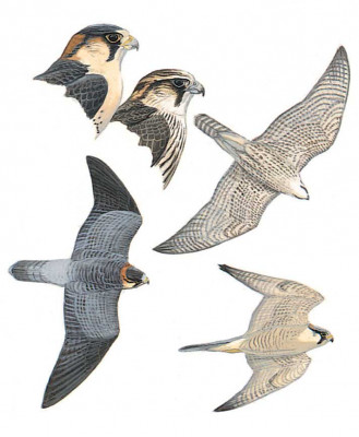 image-bird-falco-penegrinus-pelegrinoides-329x400.jpg
