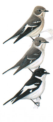image-bird-ficedula-semitorquata-175x400.jpg