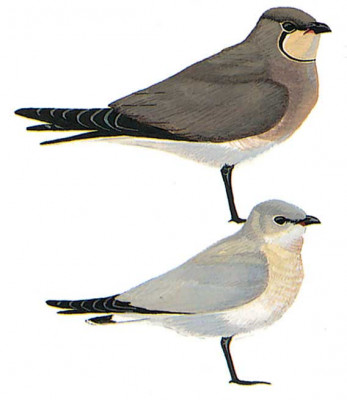 image-bird-glareola-nordmanni-347x400.jpg