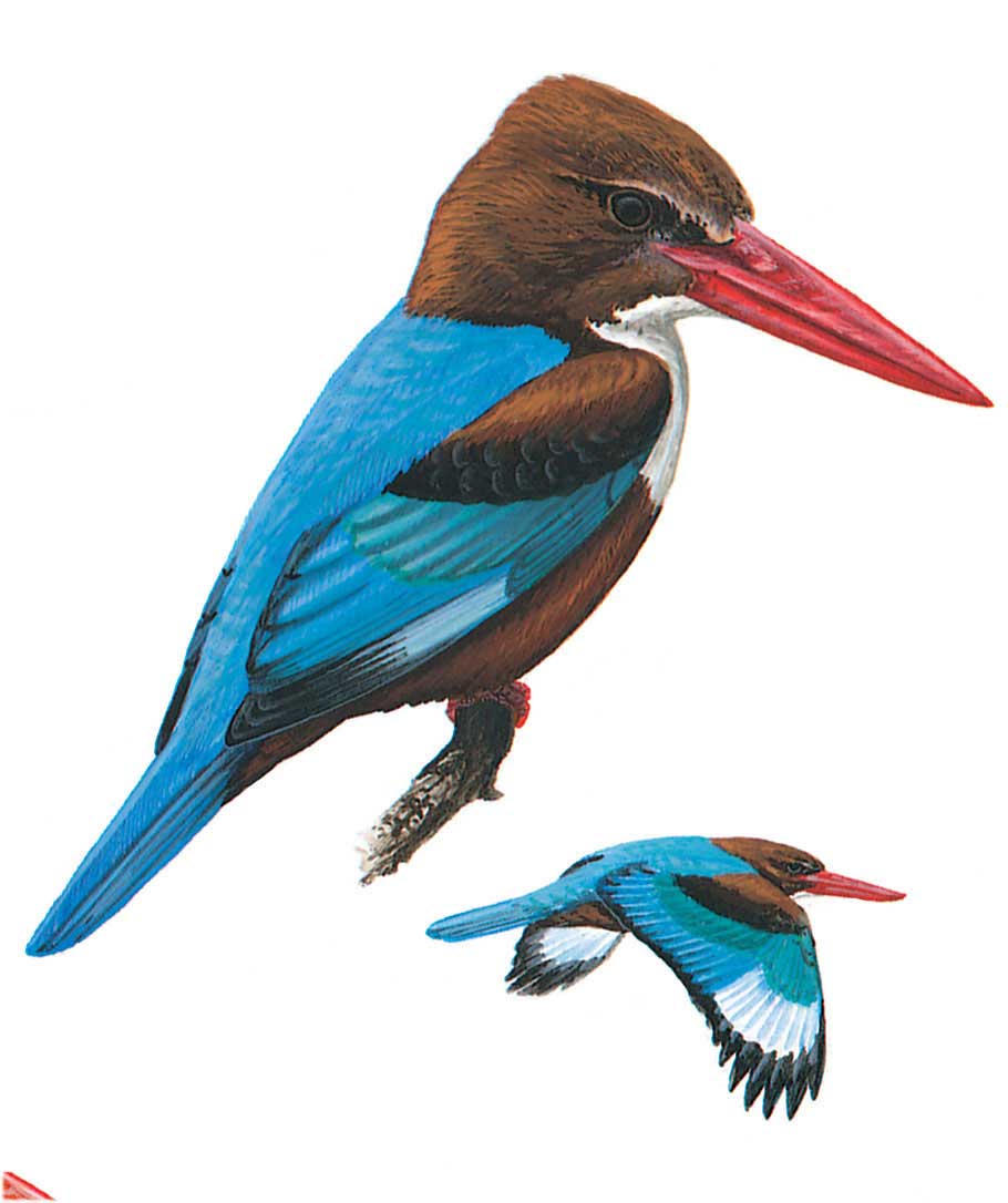 image-bird-halcyon-smyrensis.jpg