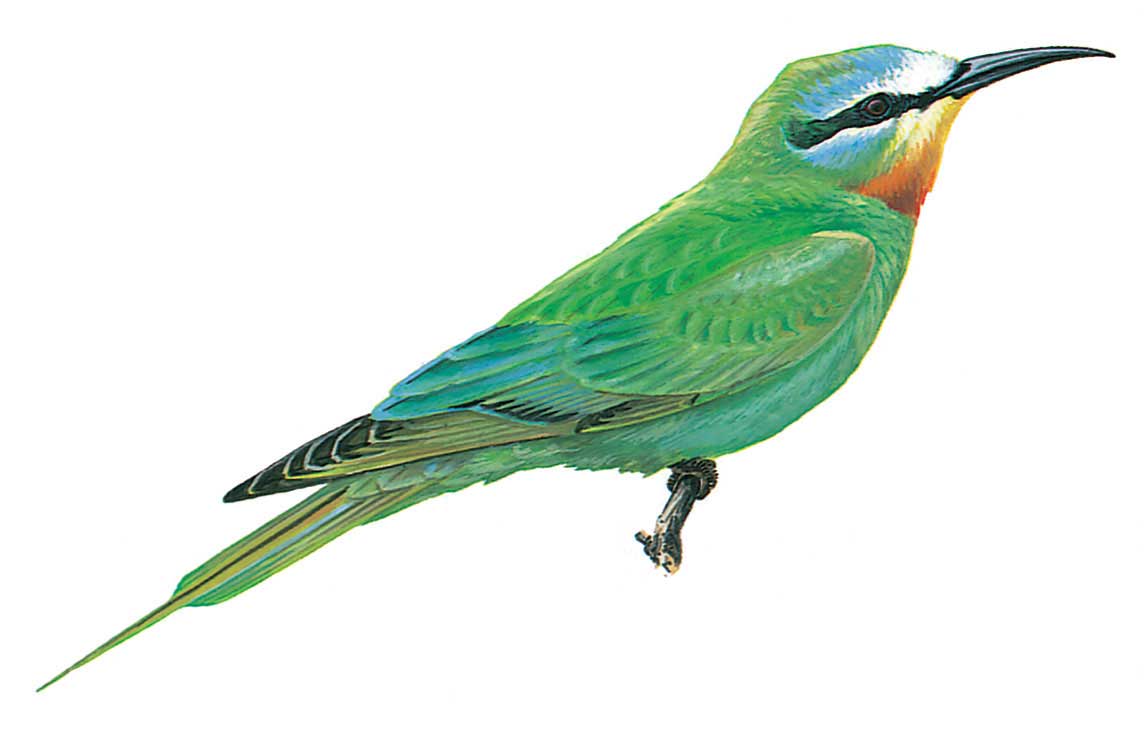 image-bird-merops-persicus.jpg