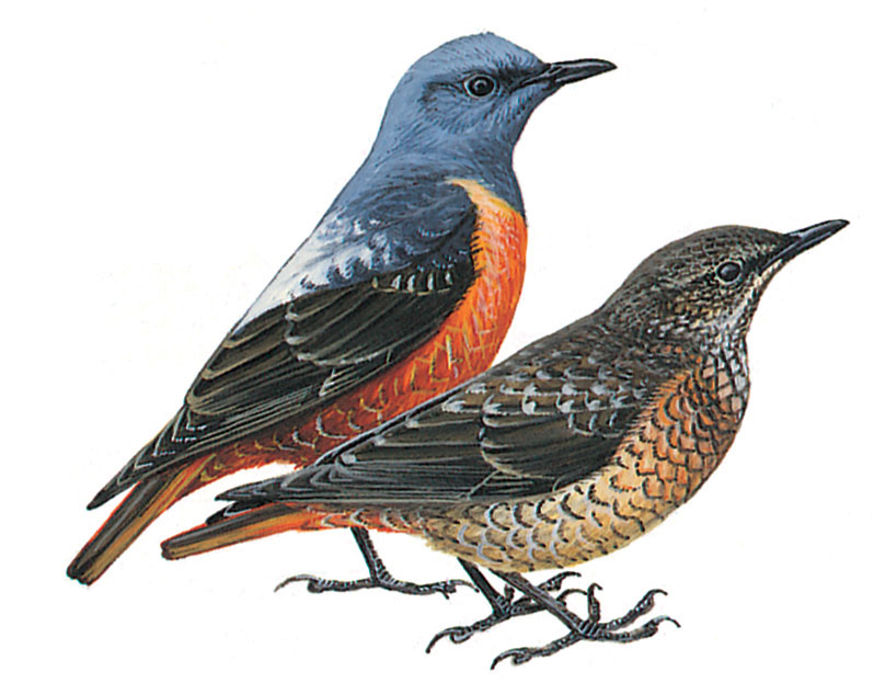 image-bird-monticola-saxatilis.jpg