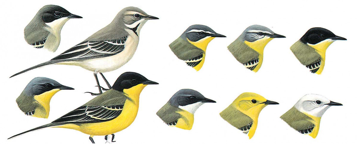 image-bird-motacilla-flava-1200x486.jpg