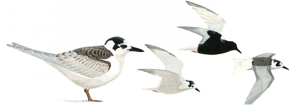 image-bird-orychoprion-leucopterus-1200x424.jpg