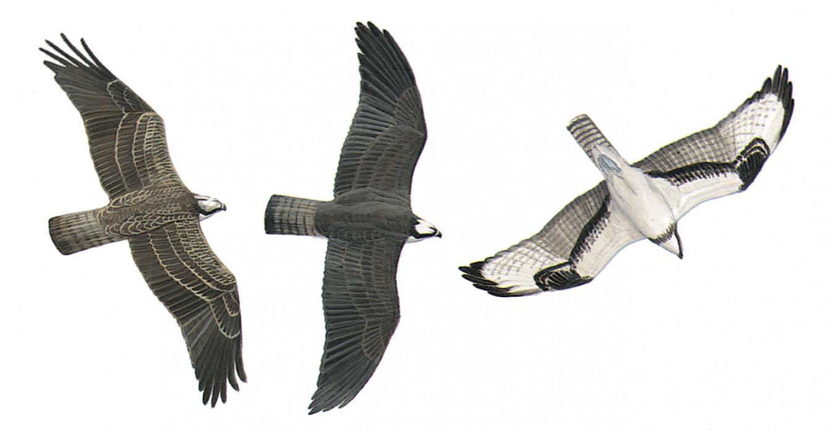 image-bird-pandion-haliaetus-1200x624.jpg