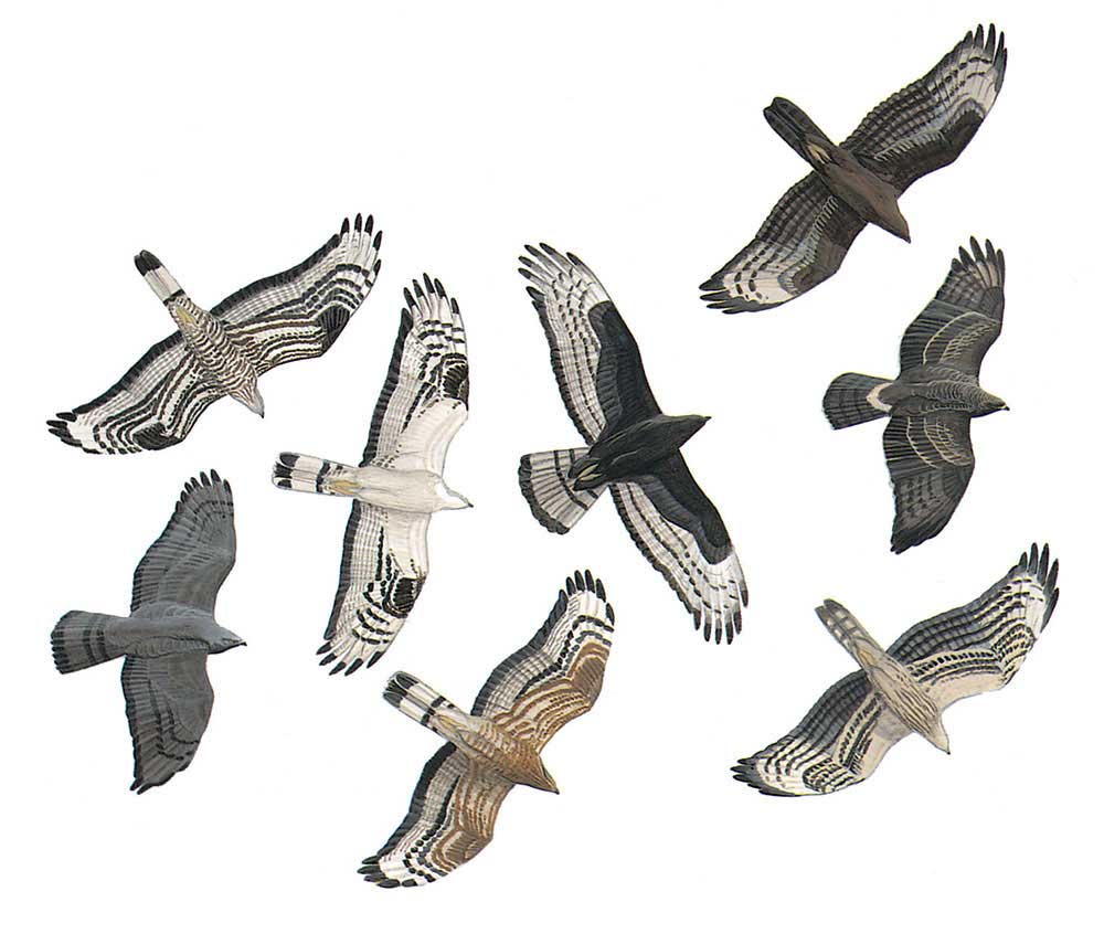 image-bird-pernis-apivorus.jpg