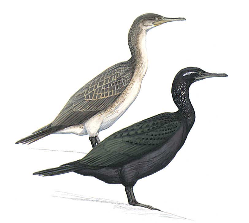 image-bird-phalacrocorax-nigrogularis.jpg