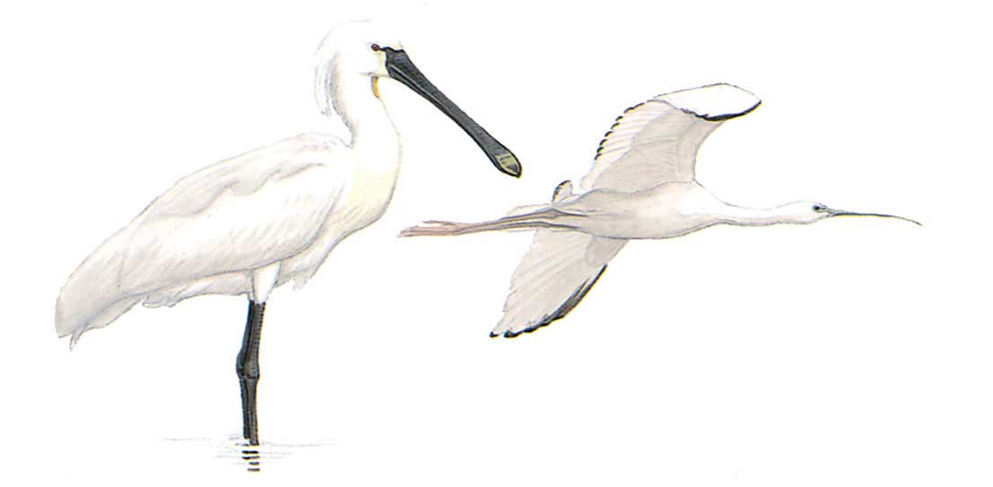 image-bird-platalea-leucorodia.jpg
