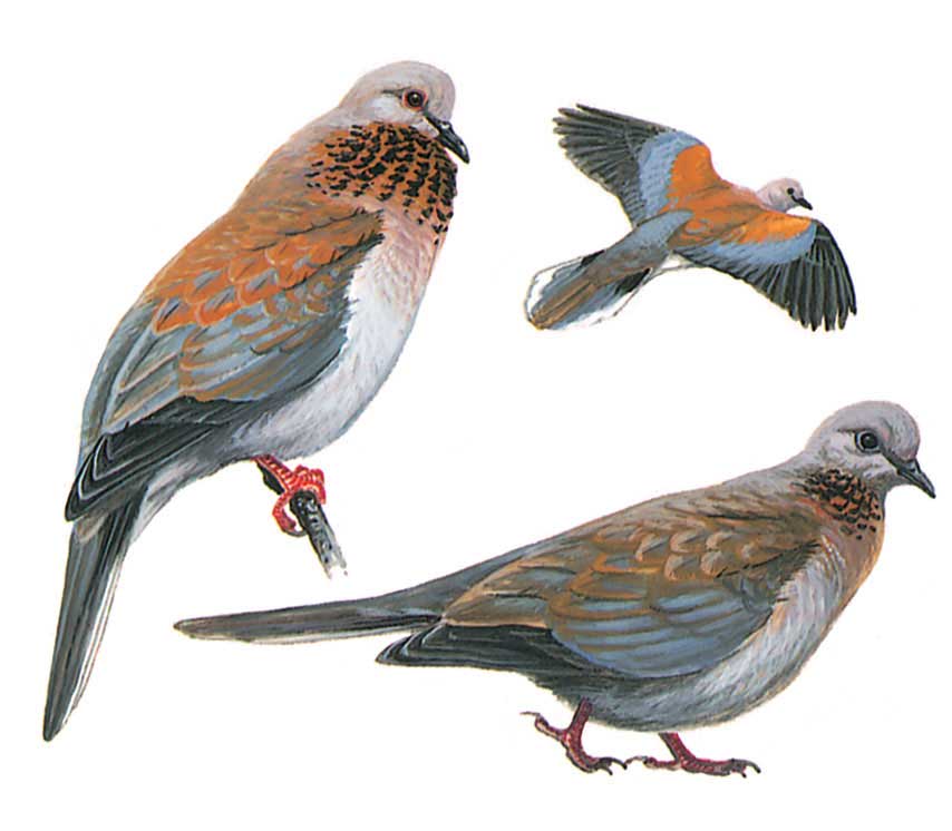 image-bird-spilopelia-senegalensis.jpg