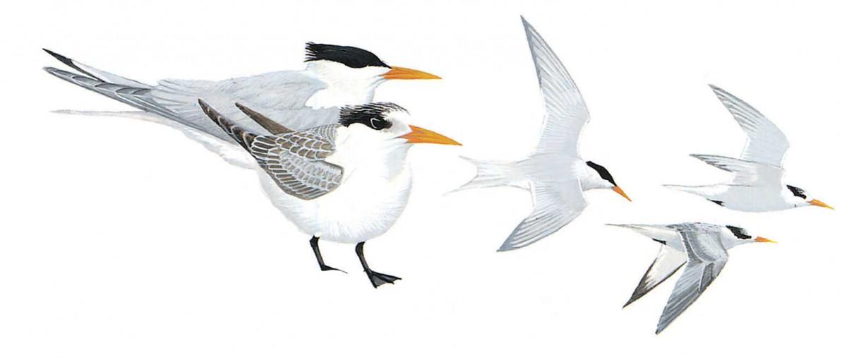 image-bird-sterna-bengalensis-1200x507.jpg