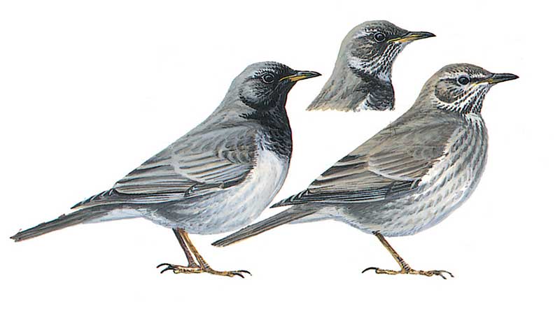 image-bird-turdus-atrogularis.jpg