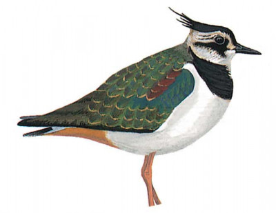 image-bird-vanellus-vanellus-400x309.jpg