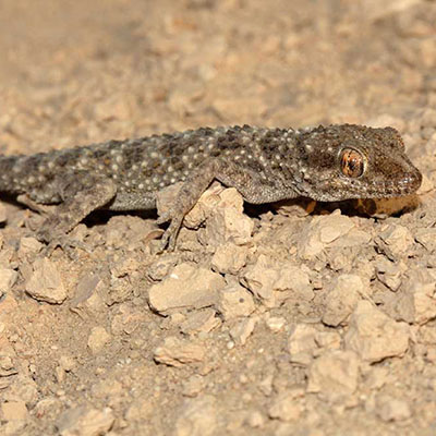 Baluch Rock Gecko