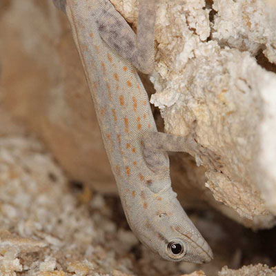 Blandford&#8217;s Semaphore Gecko