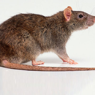 Brown rat