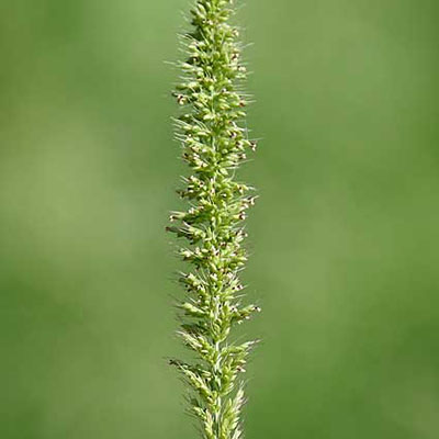 Rough Bristle-grass