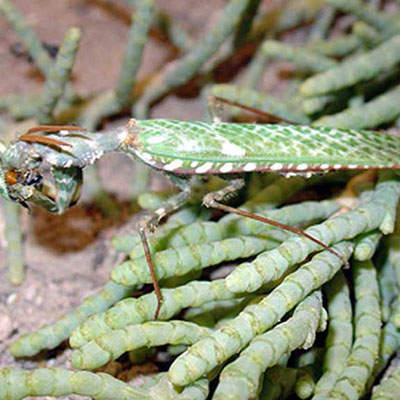 Thistle Mantis