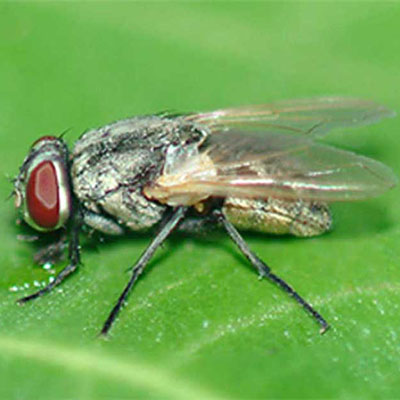 Housefly
