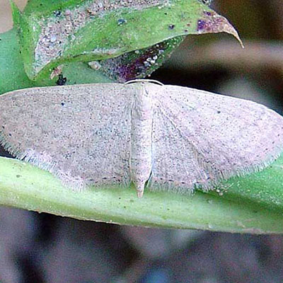 Faustinata Moth