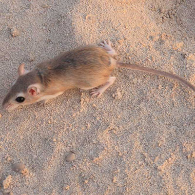 فأر بلوشستان