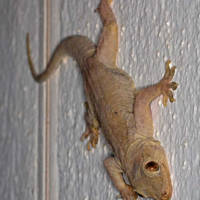 Yellow-Bellied House Gecko