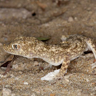 Gulf Sand Gecko