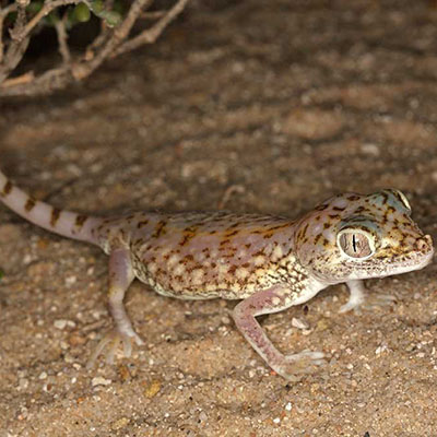 Middle Eastern Sand Gecko