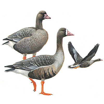 Goose. Greater White-fronted