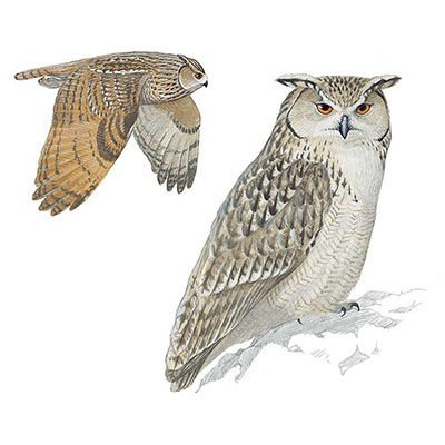 Owl, Pharoah Eagle