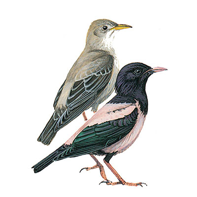 Starling, Rose-coloured