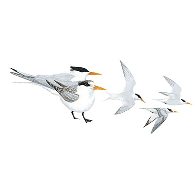 Tern, Lesser-crested