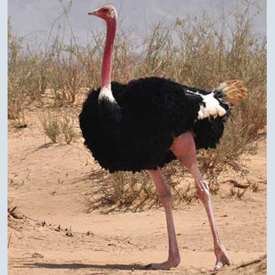 Ostrich, North African Red-necked