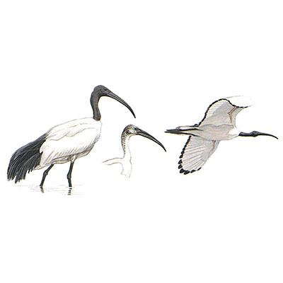 Ibis, African Sacred