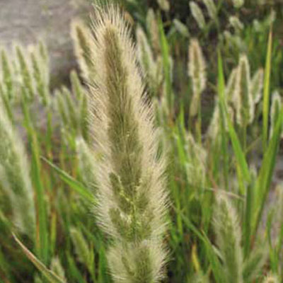 Rabbit-foot Grass