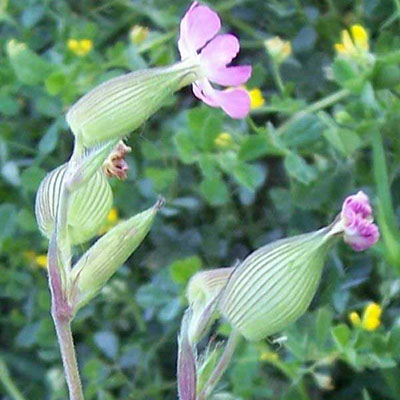 [Image: cropped-image-flora-silene-conica.jpg]