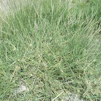 Drop-seed Grass