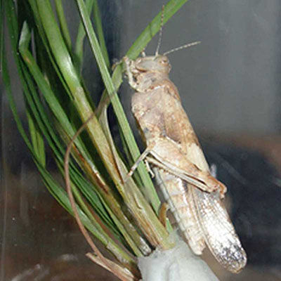 Longipes  Grasshopper
