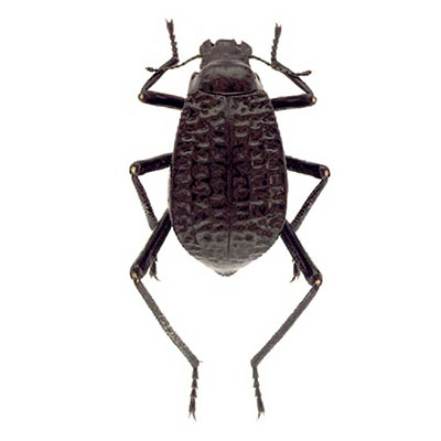 Adesmia Beetle