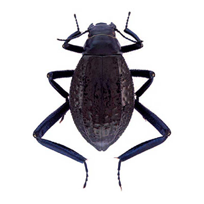 Adesmia beetle