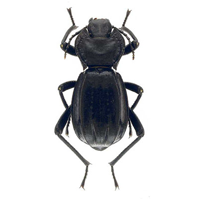 Akis beetle